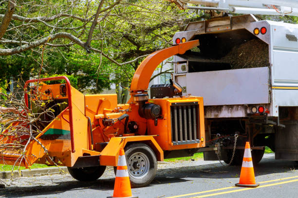 Trusted Naranja, FL Tree Removal and Landscaping Services Experts